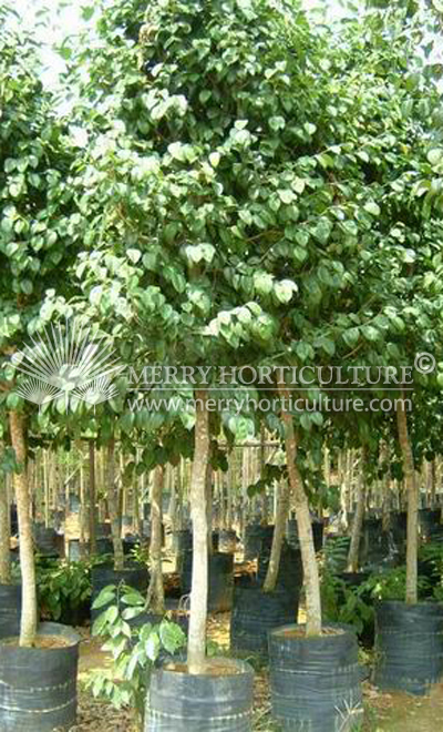 Ficus triangularis (Round leaves)